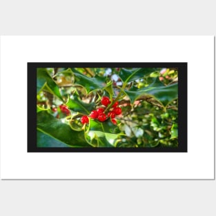 Christmas Holly Berry Leaves Posters and Art